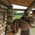 Lipcowe premiery na VOD